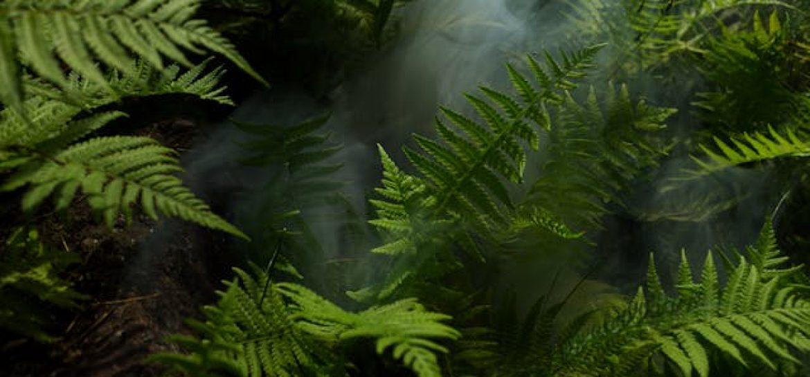 Amazonia – zielone serce Brazylii