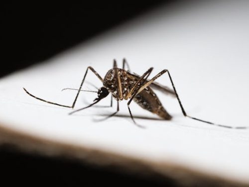 Malaria w Brazylii