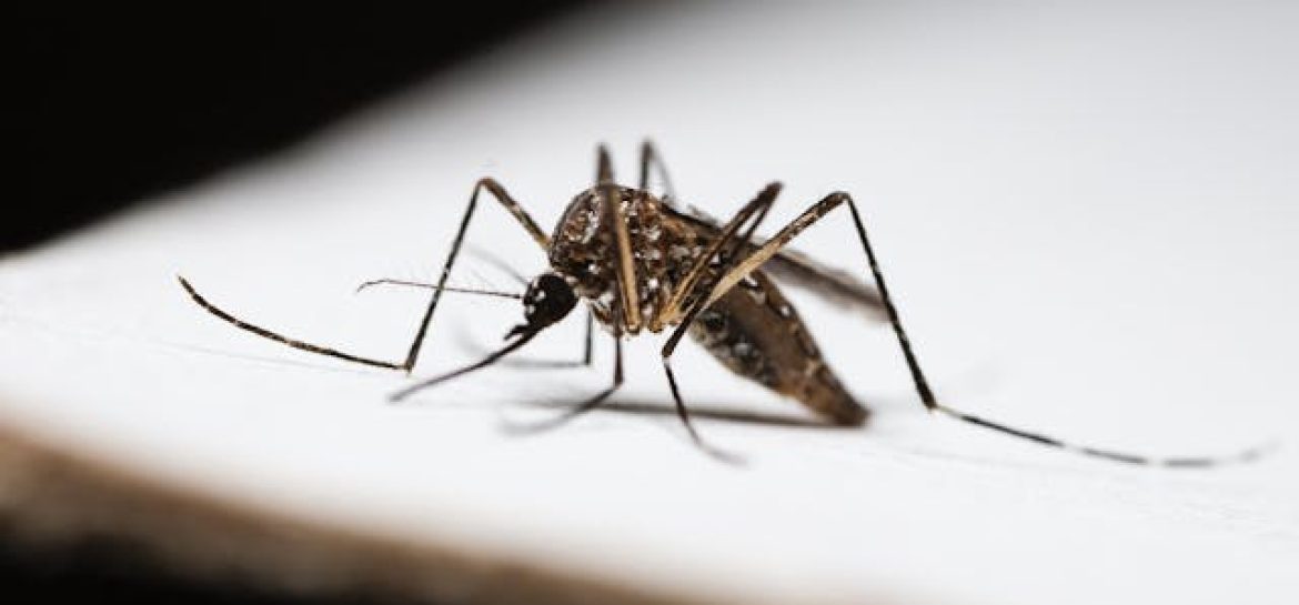 Malaria w Brazylii