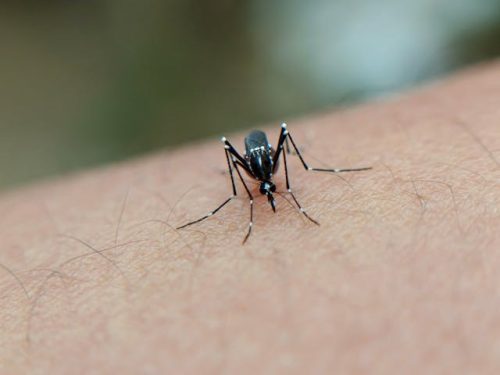 Denga, malaria i inne choroby tropikalne w Brazylii