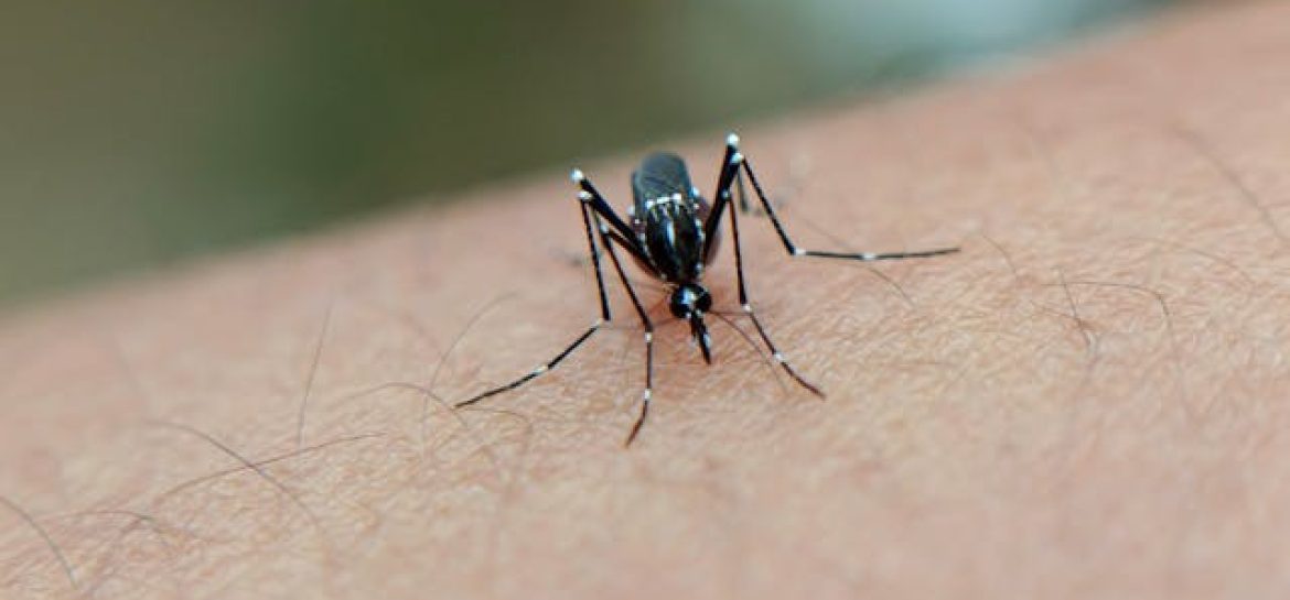 Denga, malaria i inne choroby tropikalne w Brazylii