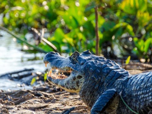 Pantanal – brazylijskie safari w sercu Mato Grosso